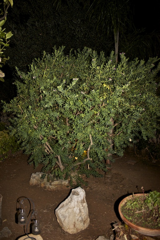 Polygala myrtifolia